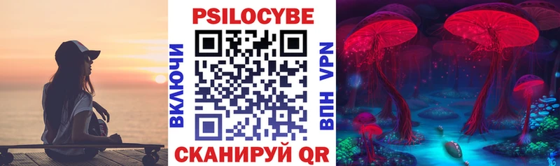 Псилоцибиновые грибы Psilocybe где продают Стародуб